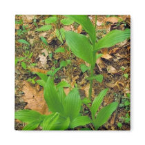Hybrid of Prairie lady's slipper and Yellow lady's Refrigerator Magnet