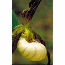 Hybrid of Prairie lady's slipper and Yellow lady's Cut Out