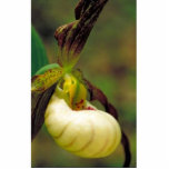 Hybrid of Prairie lady's slipper and Yellow lady's photo sculptures