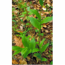 Hybrid of Prairie lady's slipper and Yellow lady's Photo Sculptures