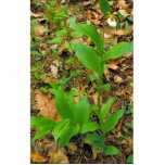 Hybrid of Prairie lady's slipper and Yellow lady's photo sculptures