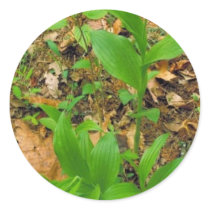 Hybrid of Prairie lady's slipper and Yellow lady's Stickers
