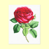 Hybrid Perpetual Rose - Napoleon III canvas prints