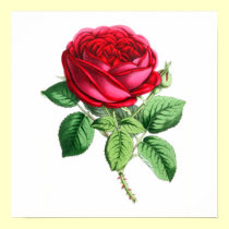 Hybrid Perpetual Rose - Napoleon III posters