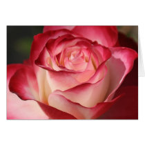 Hybrid Tea Rose Cards