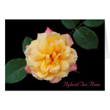 Hybrid Tea Rose Greeting Cards