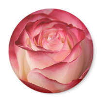 Hybrid Tea Rose Magnets