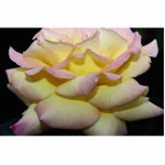 Hybrid Tea Rose 'Peace Rose' Roses photo sculptures