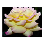 Hybrid Tea Rose 'Peace Rose' White flowers Post Card