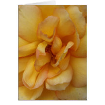 Hybrid Tea Rose Petals Cards