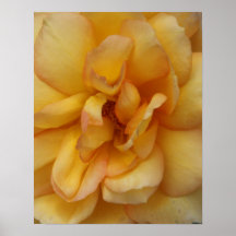 Hybrid Tea Rose Petals Print