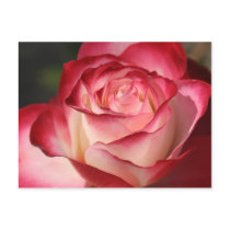 Hybrid Tea Rose Post Card