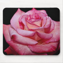 Hybrid Tea Rose 'Sheer Elegance' White flowers Mousepad