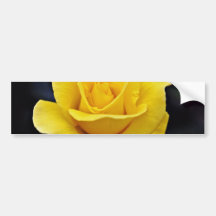 Hybrid Tea Rose White flowers Bumper Sticker