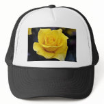 Hybrid Tea Rose White flowers hats
