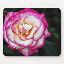 Hybrid Tea Rose White flowers Mouse Pad