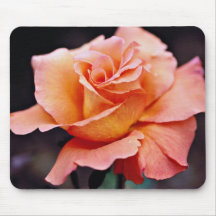 Hybrid Tea Rose White flowers Mouse Pad