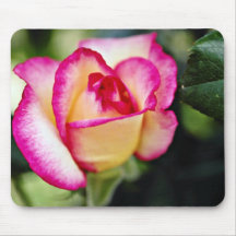 Hybrid Tea Rose White flowers Mousepad
