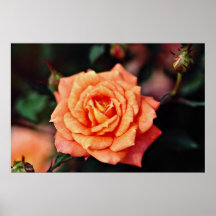 Hybrid Tea Rose Yellow flowers Posters