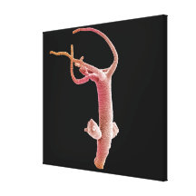 Hydra Littoralis Canvas Print