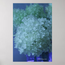 Hydrangea 11