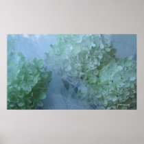 Hydrangea 19