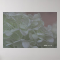 Hydrangea 6