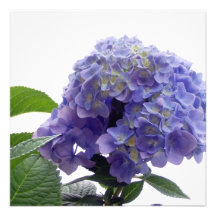 Hydrangea Bush Invitations