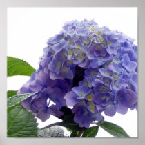 Hydrangea Bush Poster