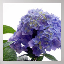 Hydrangea Bush Poster