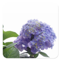 Hydrangea Bush Stickers