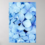 Hydrangea closeup posters