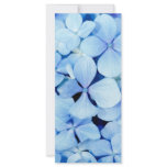 Hydrangea closeup rack cards