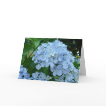 Hydrangea Flower Cards Blue Hydrangeas Garden