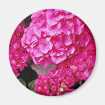 Hydrangea flowers refrigerator magnets