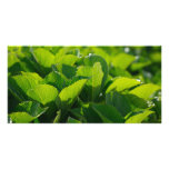 Hydrangea foliage personalized photo card