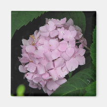 Hydrangea Fridge Magnets