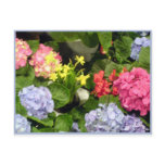 "Hydrangea Hues"