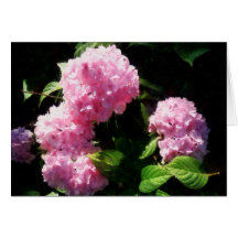 Hydrangea in Sunshine Card