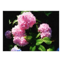 Hydrangea in Sunshine Invites