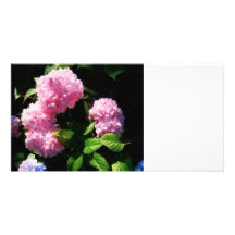 Hydrangea in Sunshine Personalized Photo Card