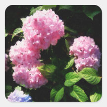 Hydrangea in Sunshine Square Stickers