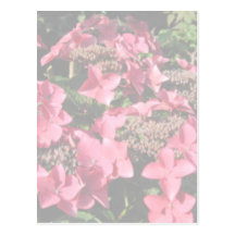 Hydrangea. Pink flowers. Soft Pastel Colours. Postcard
