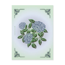 Hydrangea Postcard