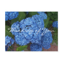 Hydrangea Postcard