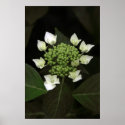 Hydrangea posters