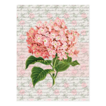 Hydrangea Vintage Dream Post Card