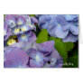 Hydrangeas Bluest Blue