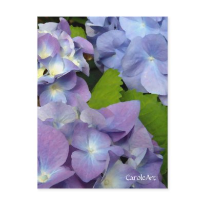 Hydrangeas Bluest Blue by CaroleArt