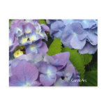 Hydrangeas Bluest Blue